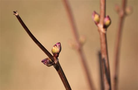 Kostenlose foto Natur Ast blühen Pflanze Fotografie Blatt Blume