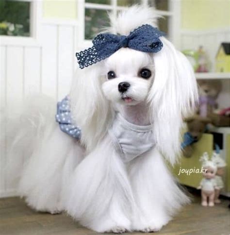 The Art of Maltese Haircuts: 12 Styles to Transform Your Furry Companion - Rocky Kanaka