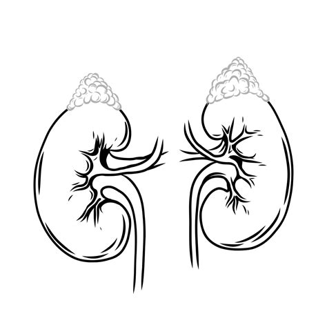 Human kidneys. Hand drawn kidneys and adrenal glands. Monochrome black