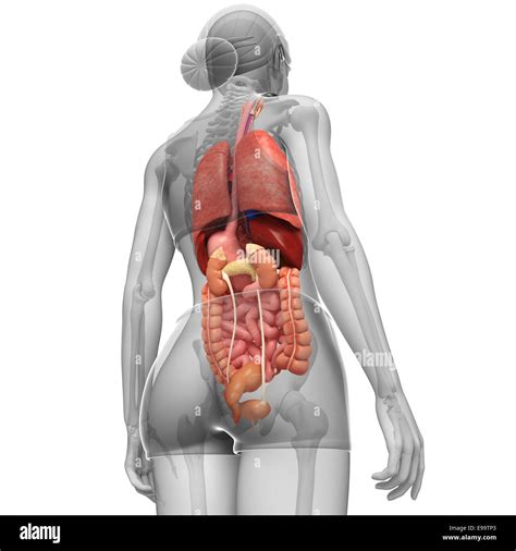 Human Anatomy Diagram Back View Organs Rear View Of Body Organs | Images and Photos finder