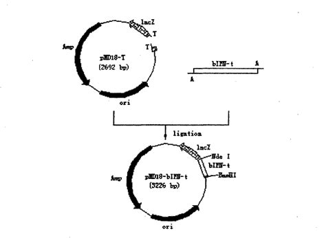 Method For Bovine Interferon T Prokaryotic Expression Product