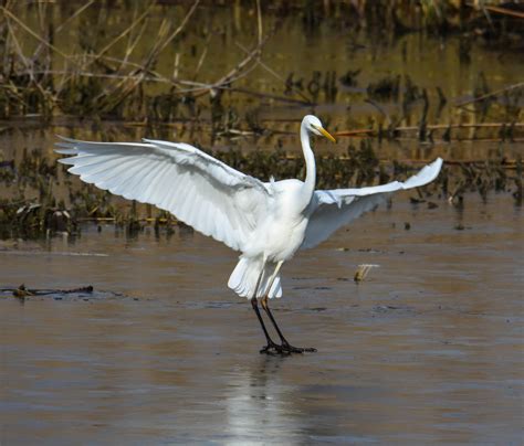 Great egret, taken 2 days ago in Switzerland. : r/wildlifephotography