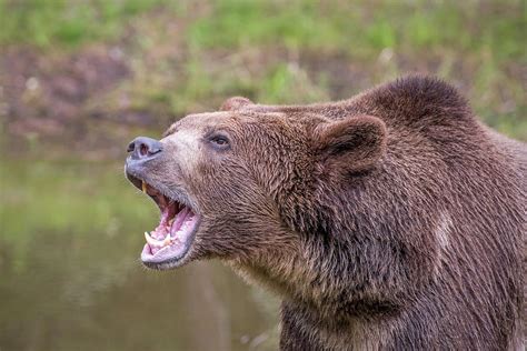 Grizzly Roar Photograph by Evelyn Harrison