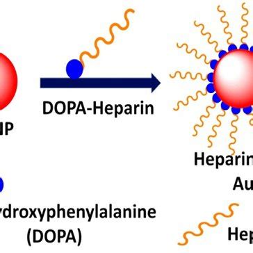 4 Formation of heparincoated Au nanoparticles. | Download Scientific ... 