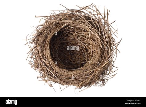 Bird At Nest Hi Res Stock Photography And Images Alamy