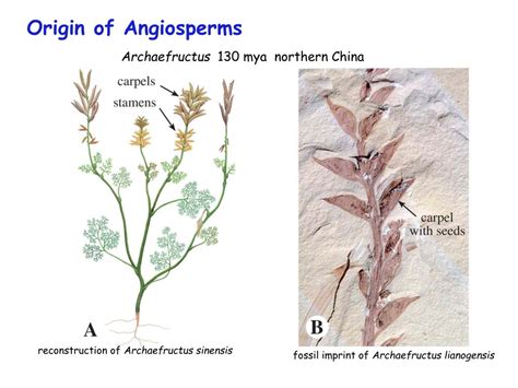 Ppt Angiosperm Evolution Powerpoint Presentation Free Download Id2130711