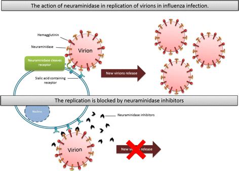 Mechanism of action of neuraminidase inhibitors | Download Scientific ...