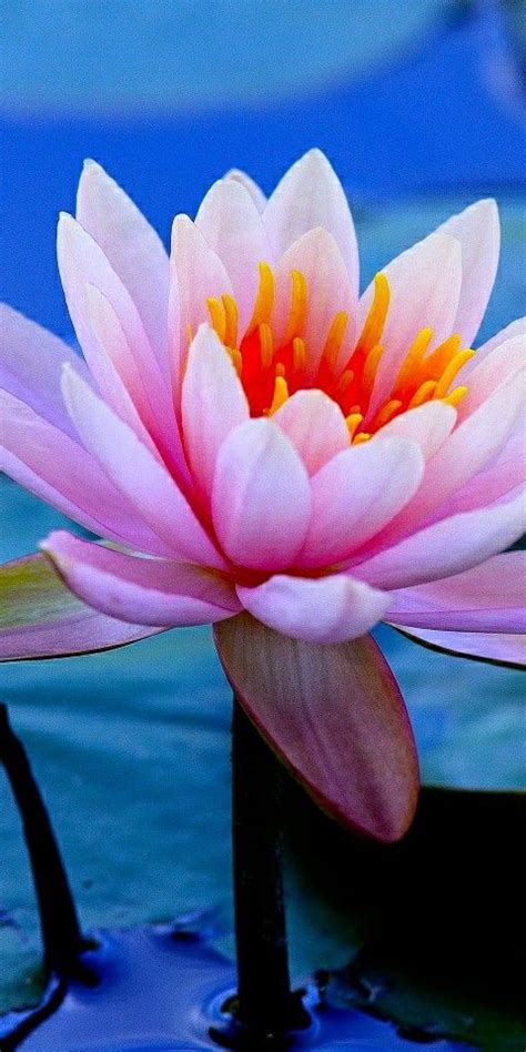 Pin oleh калейдоскоп di Лилии,лотос... | Gambar latar belakang, Tanaman ...