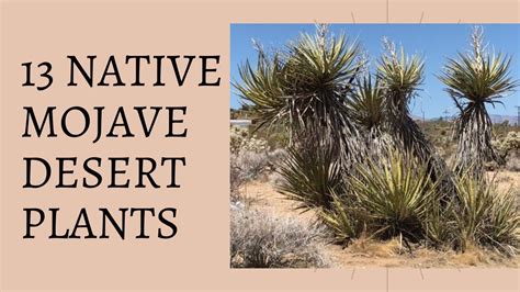 Desert Plants With Names Chart Edusvetgobgt