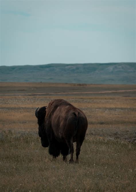 Grasslands National Park - map, photos and other informations