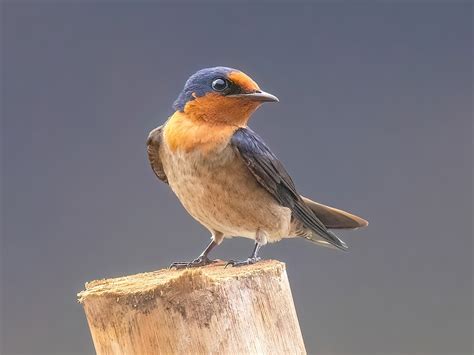 Pacific Swallow Hirundo Tahitica Birds Of The World