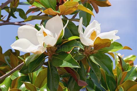 Branches Of Southern Magnolia Magnolia Grandiflora Tree With Leaves And