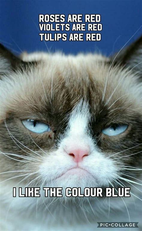 A Grumpy Cat With The Caption Roses Are Red Violets Are Red Tulips Are Red I Like The Color Blue