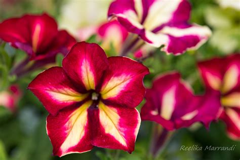 Petuunia Crazytunia Mandeville Eliseaed E Pood