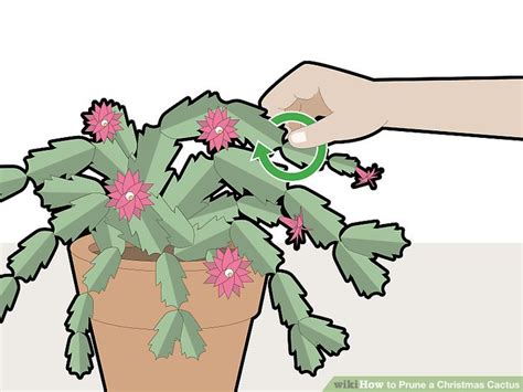 How To Prune A Christmas Cactus 12 Steps With Pictures