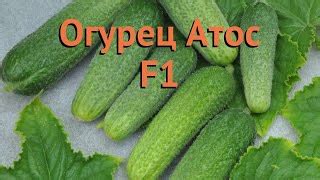 Огурец Атос: отзывы, описание сорта, фото, видео, отзывы ...