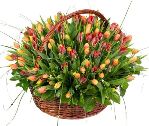 Premium Photo | Natural tulips in a basket