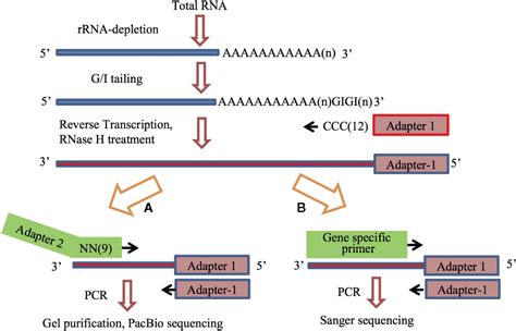 Frontiers Heat Shock Responsive Gene Expression Modulated By Mrna