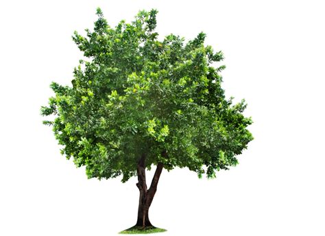 Tree Clipart Transparent HQ PNG Download | FreePNGimg