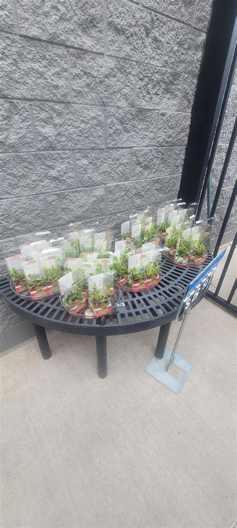 Walmart flytrap care : r/VenusFlyTraps