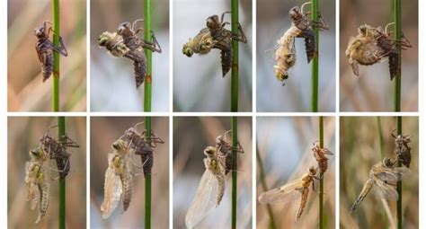 Metamorfosis Concepto Y Ejemplos Mariposas Ranas Lib Lulas