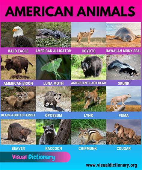 200+ Animals around the World with Beautiful Pictures - Visual Dictionary