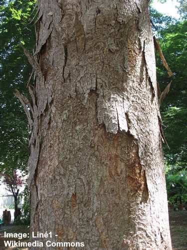 Zelkova Trees: Types, Leaves, Bark (Pictures) – Identification