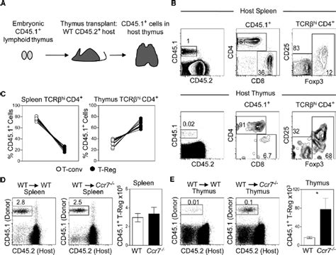 Ccr Limits The Contribution Of Recirculating Tregs To The Intrathymic