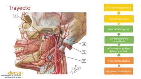 Vascularizaci N Cabeza Arteria Maxilar Youtube