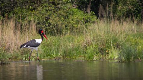 Birding In Murchison Falls National Park Bird Species Other Activities