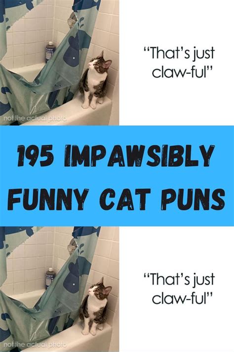 30 Cat Puns And Jokes That Might Keep You Chuckling For 9 Whole