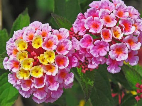 Multi Colored Lantana Flowers Reasons Behind Lantana Flower Color