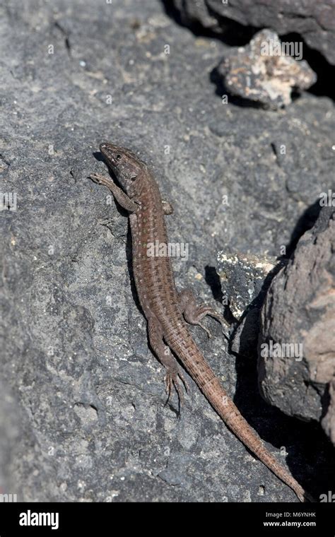 Atlantic Lizard Gallotia Atlantica Stock Photo Alamy