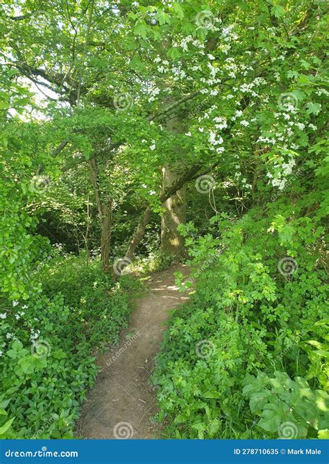 My Beautiful Woodland Walk In Summertime Stock Image Image Of Blossom