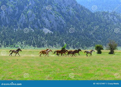 Galloping Wild Horses in Nature Stock Image - Image of galloping ...