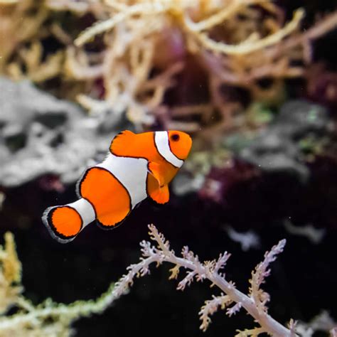 10 Fun Facts About Clownfish Anemonefish Factopolis