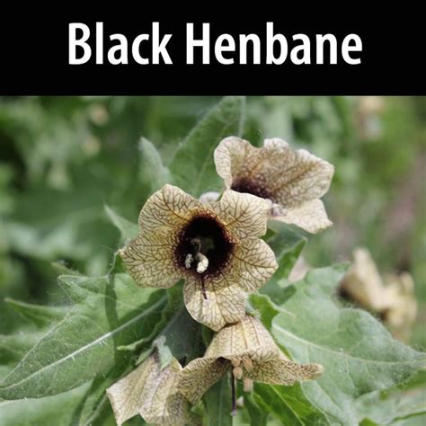 IMPORTANT NOTICE Invasive Toxic Weed Black Henbane Found In County