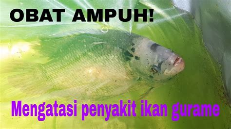 CARA MENGOBATI IKAN GURAME KENA JAMUR PASTI SEMBUH YouTube