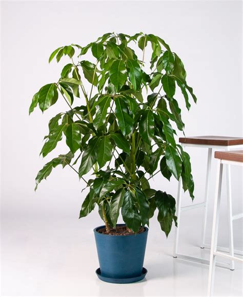 11 Best Large Indoor Plants You Must Have in Your Home