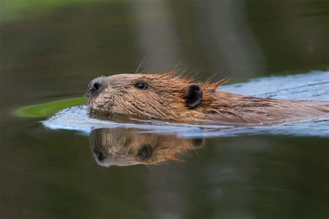 Beaver Symbolism: Unpicking The Spiritual Meaning And Dream Meaning Of ...