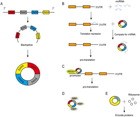 Circrnas Biogenesis And Functions A Circrnas Are Formed By