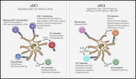 Functions Of Murine Dendritic Cells Immunity