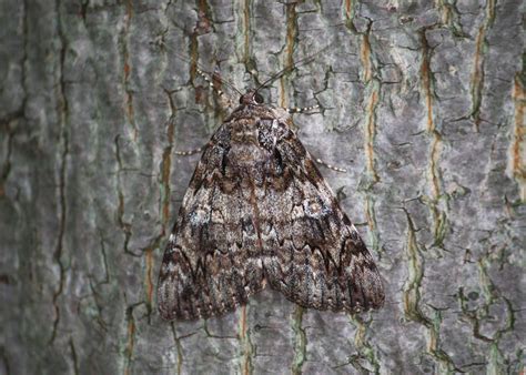 Camo Gorgeous Camouflaged Moth Any One Know The Species Flickr