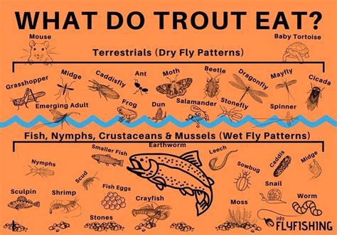 What Do Trout Eat Into Fly Fishing