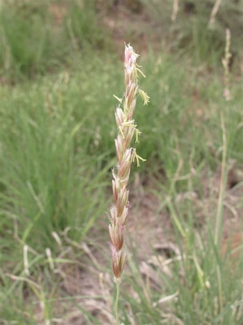 Galleta Pleuraphis Jamesii