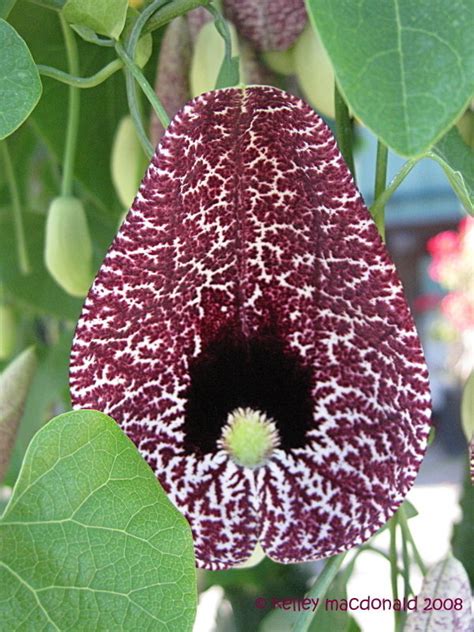 Plantfiles Pictures Aristolochia Species Elegant Dutchmans Pipe