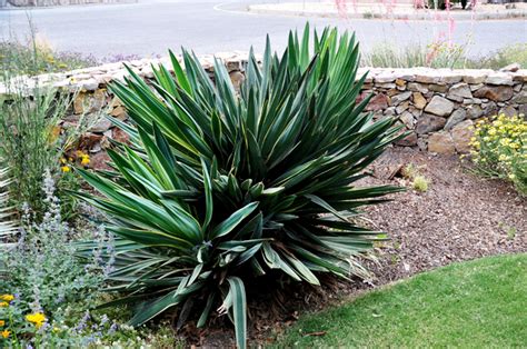 Ivory Tower Yuccas For Sale Online The Tree Center