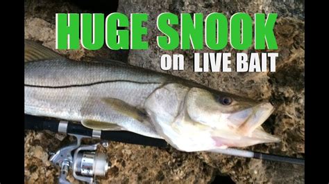 How To Catch Big Florida Snook Using Pinfish For Live Bait Youtube