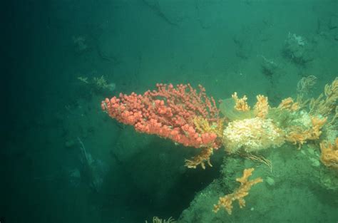 Deep Water Coral And Fish Of Us Mid Atlantic Canyons Findings Published