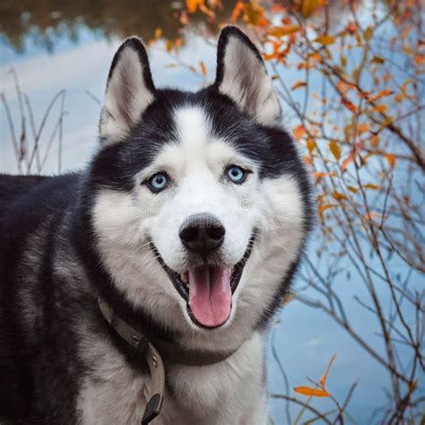 Cane Husky Siberiano In Autunno Fotografia Stock Immagine Di Cane